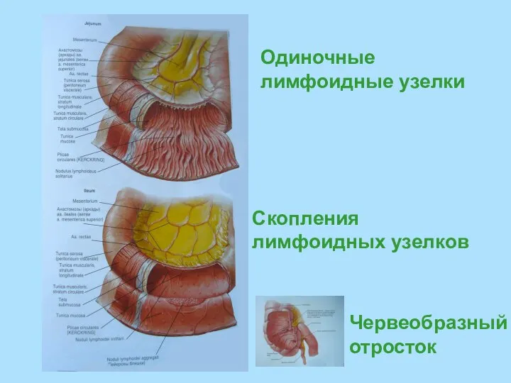 Одиночные лимфоидные узелки Скопления лимфоидных узелков Червеобразный отросток