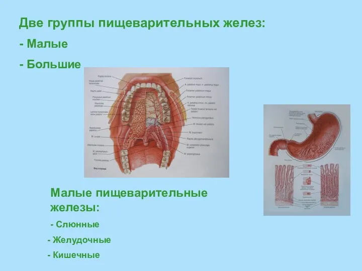 Малые пищеварительные железы: - Слюнные Желудочные Кишечные Две группы пищеварительных желез: - Малые - Большие