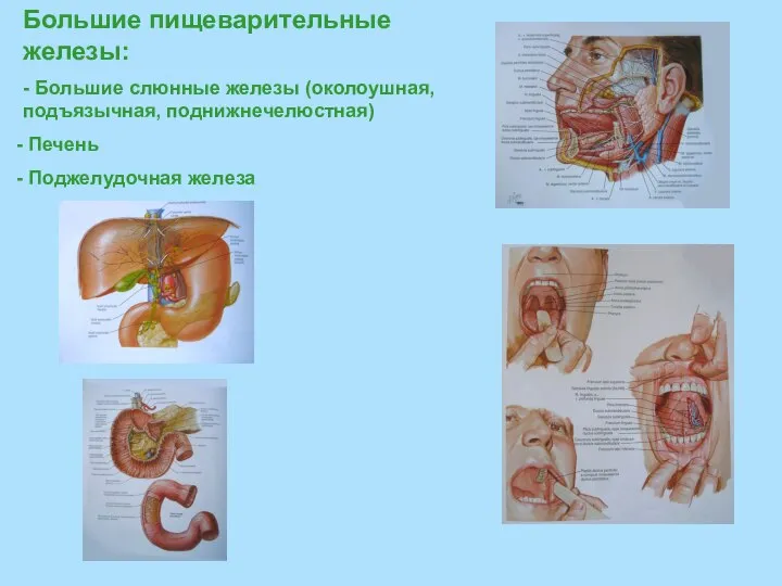 Большие пищеварительные железы: - Большие слюнные железы (околоушная, подъязычная, поднижнечелюстная) Печень Поджелудочная железа