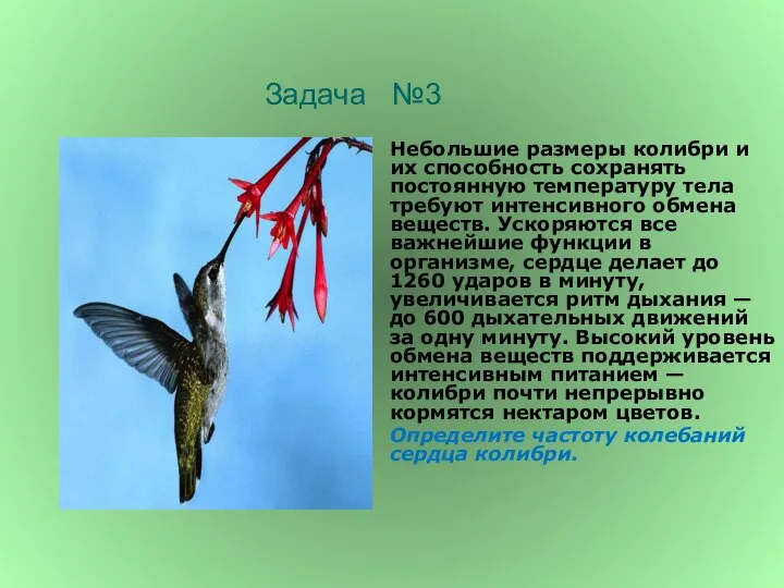 Небольшие размеры колибри и их способность сохранять постоянную температуру тела требуют