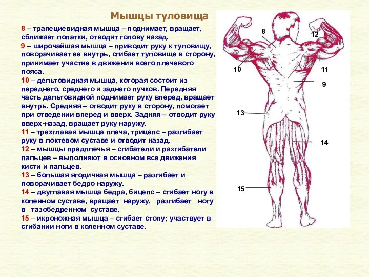 Мышцы туловища 8 – трапециевидная мышца – поднимает, вращает, сближает лопатки,