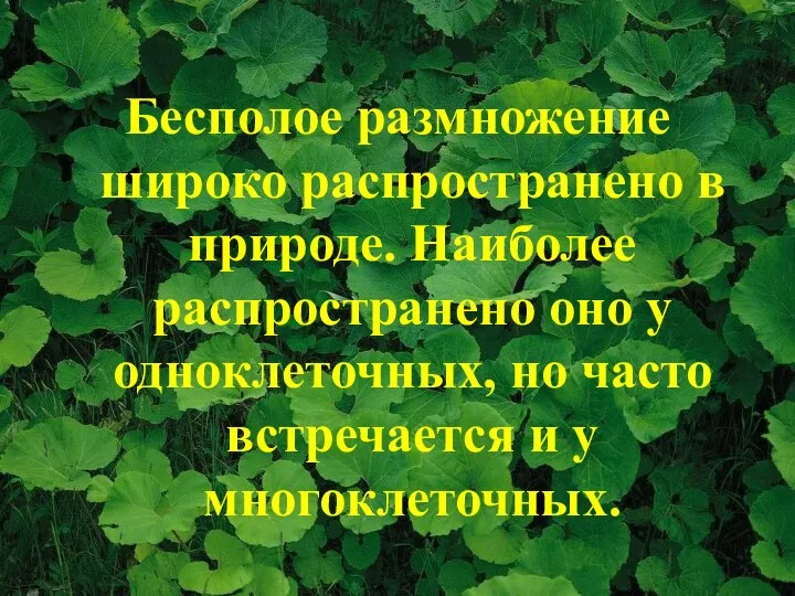 Бесполое размножение широко распространено в природе. Наиболее распространено оно у одноклеточных,