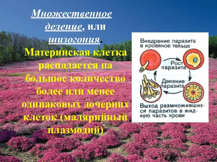 Множественное деление, или шизогония. Материнская клетка распадается на большое количество более