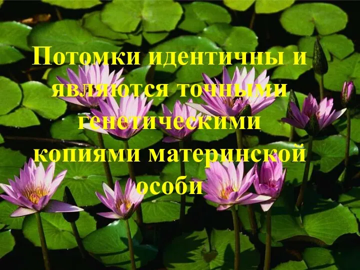 Потомки идентичны и являются точными генетическими копиями материнской особи