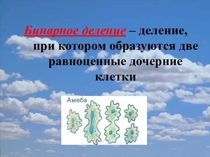 Бинарное деление – деление, при котором образуются две равноценные дочерние клетки