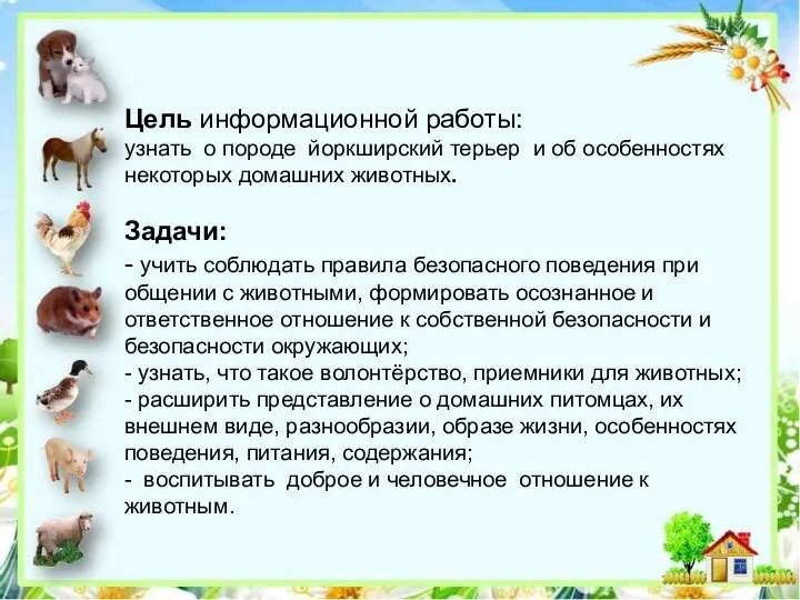 Цель информационной работы: узнать о породе йоркширский терьер и об особенностях