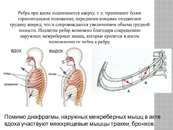 Ребра при вдохе поднимаются кверху, т. е. принимают более горизонтальное положение,