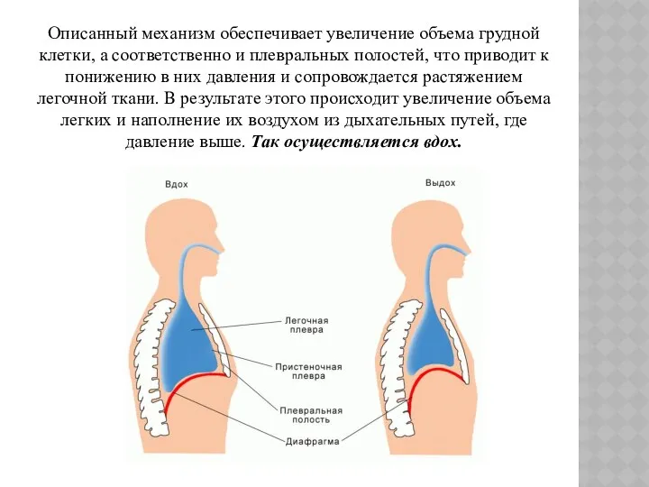 Описанный механизм обеспечивает увеличение объема грудной клетки, а соответственно и плевральных