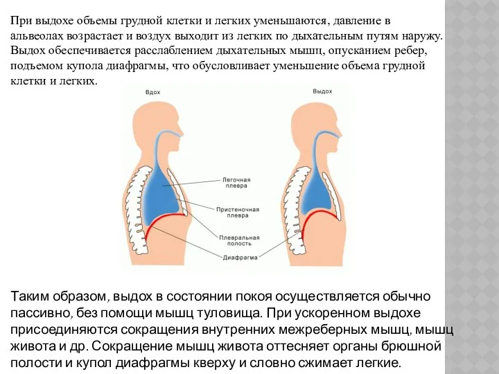 При выдохе объемы грудной клетки и легких уменьшаются, давление в альвеолах