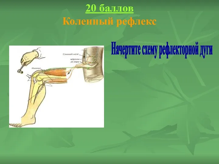 20 баллов Коленный рефлекс Начертите схему рефлекторной дуги