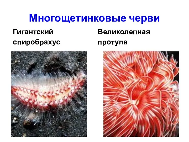 Многощетинковые черви Гигантский спиробрахус Великолепная протула