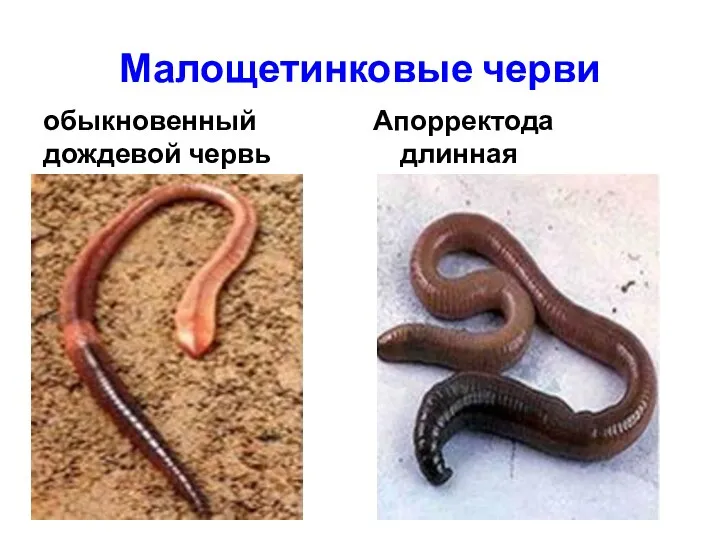 Малощетинковые черви обыкновенный дождевой червь Апорректода длинная