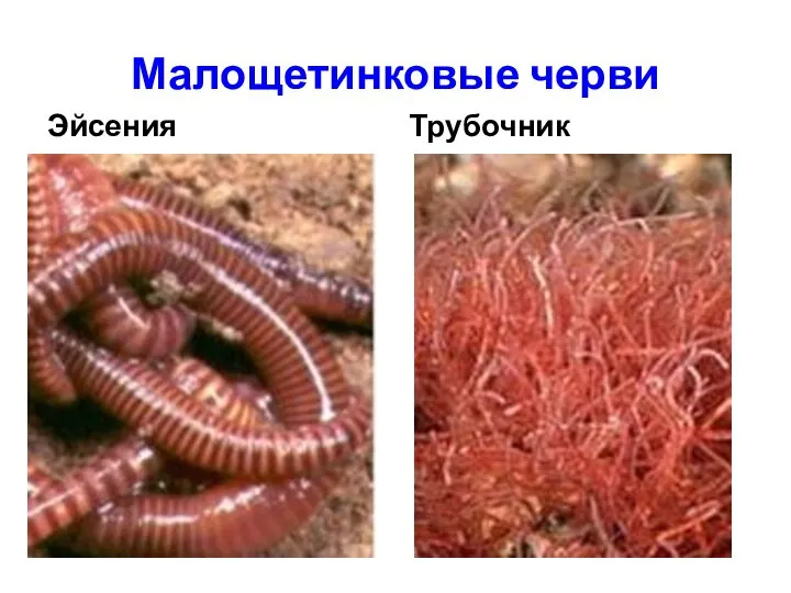 Малощетинковые черви Эйсения Трубочник