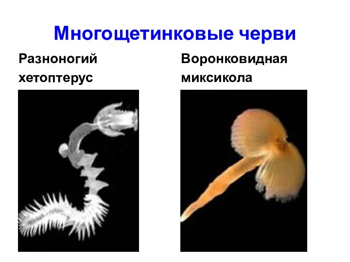 Многощетинковые черви Разноногий хетоптерус Воронковидная миксикола