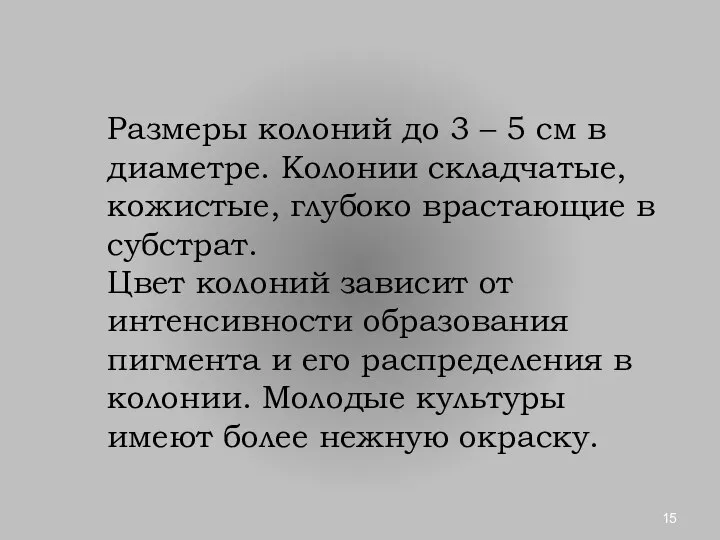 Размеры колоний до 3 – 5 см в диаметре. Колонии складчатые,