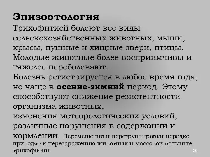 Эпизоотология Трихофитией болеют все виды сельскохозяйственных животных, мыши, крысы, пушные и