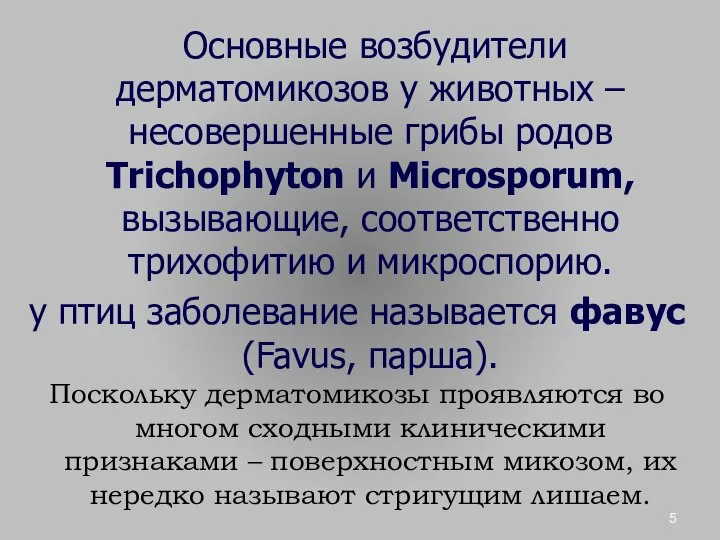 Основные возбудители дерматомикозов у животных – несовершенные грибы родов Trichophyton и