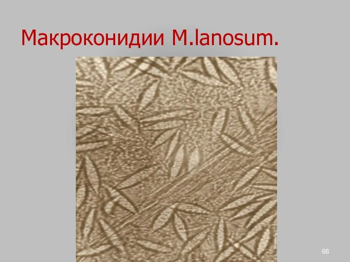 Макроконидии M.lanosum.