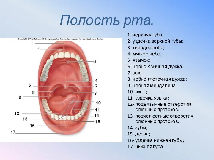 Полость рта. 1- верхняя губа; 2- уздечка верхней губы; 3- твердое