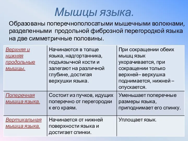 Мышцы языка. Образованы поперечнополосатыми мышечными волокнами, разделенными продольной фиброзной перегородкой языка на две симметричные половины.