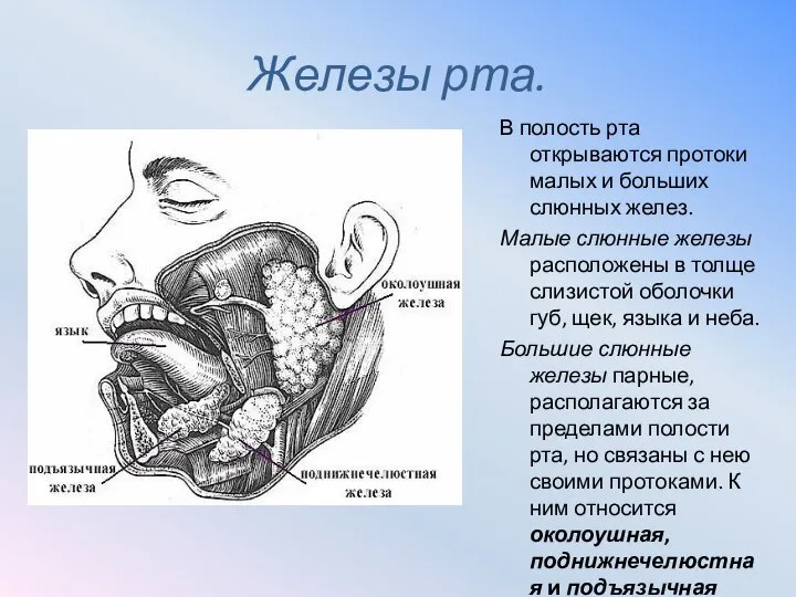 Железы рта. В полость рта открываются протоки малых и больших слюнных