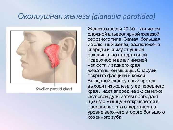 Околоушная железа (glandula parotidea) Железа массой 20-30 г, является сложной альвеолярной