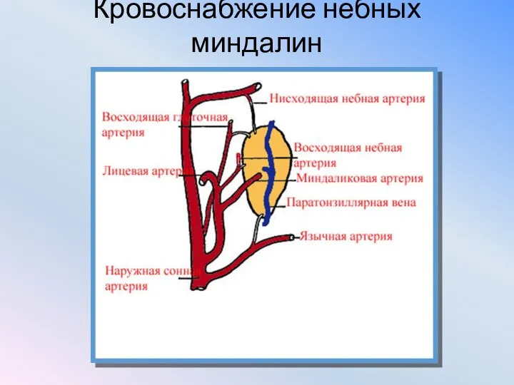 Кровоснабжение небных миндалин