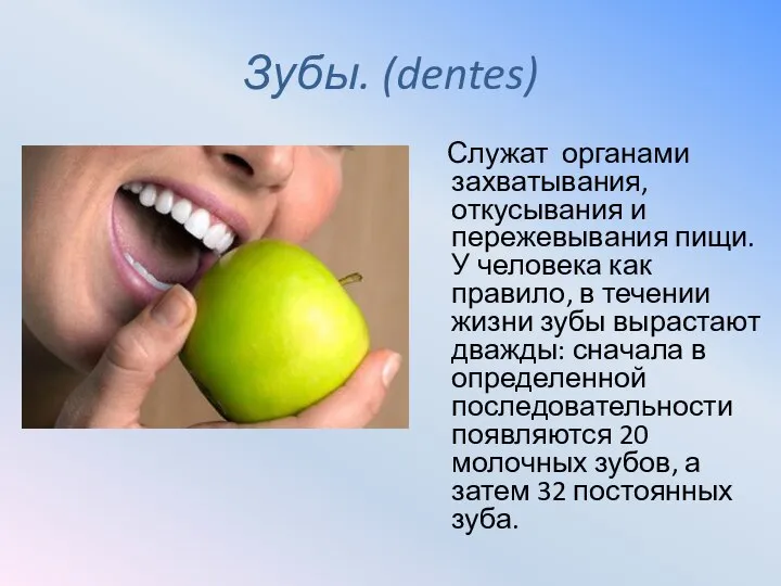 Зубы. (dentes) Служат органами захватывания, откусывания и пережевывания пищи. У человека