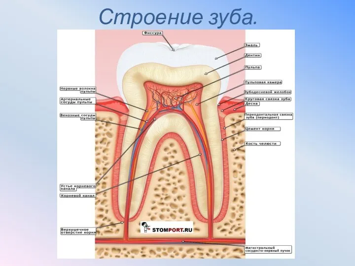 Строение зуба.