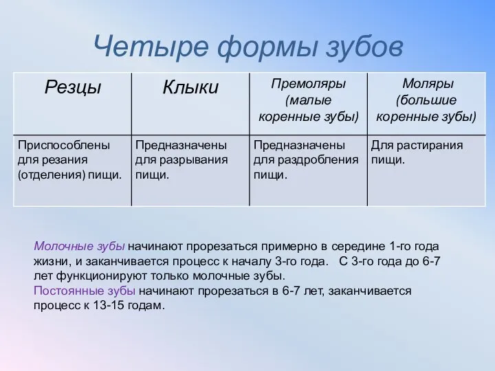 Четыре формы зубов Молочные зубы начинают прорезаться примерно в середине 1-го