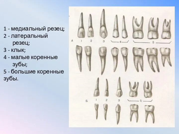 1 - медиальный резец; 2 - латеральный резец; 3 - клык;