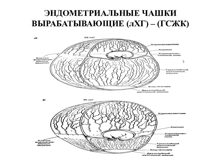 ЭНДОМЕТРИАЛЬНЫЕ ЧАШКИ ВЫРАБАТЫВАЮЩИЕ (лХГ) – (ГСЖК)