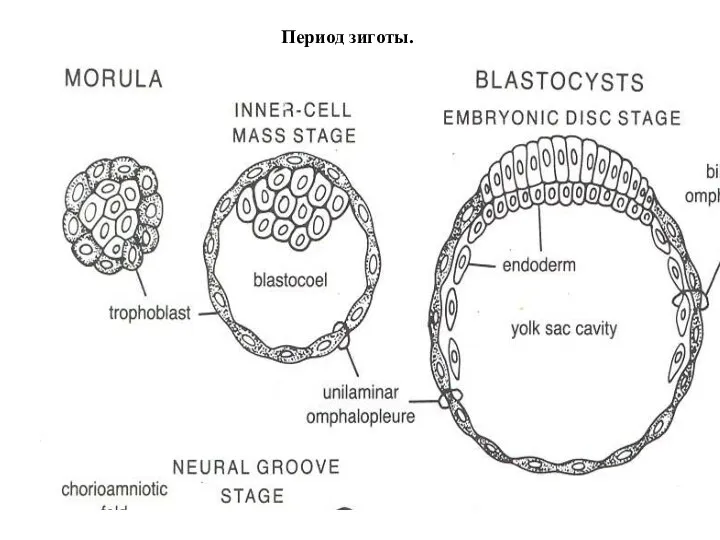 Период зиготы.