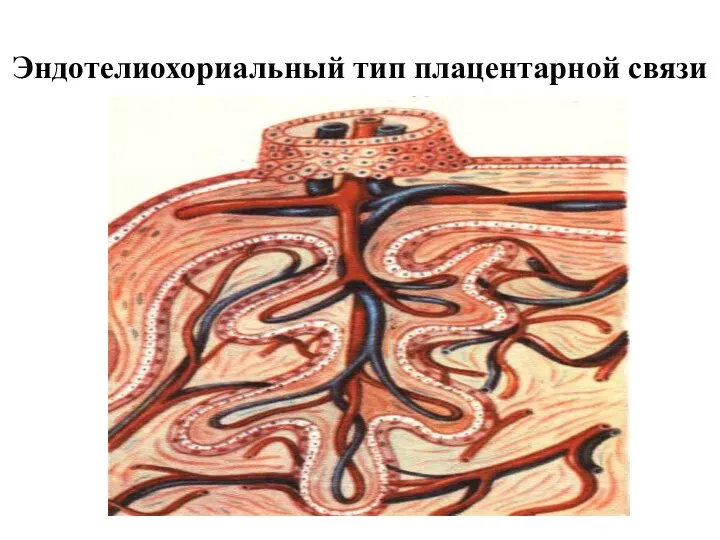 Эндотелиохориальный тип плацентарной связи