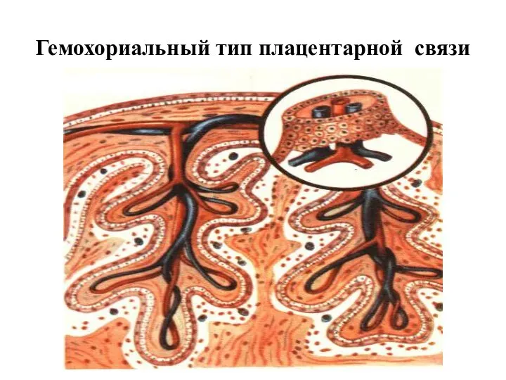 Гемохориальный тип плацентарной связи