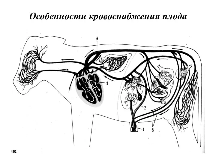 Особенности кровоснабжения плода