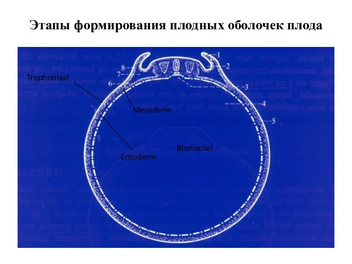 Этапы формирования плодных оболочек плода Trophoblast Entoderm Mesoderm Blastocoel