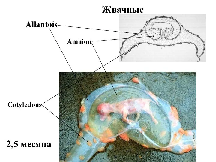 Жвачные Allantois Cotyledons Amnion 2,5 месяца