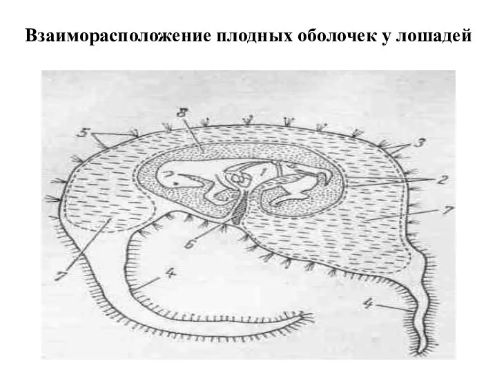 Взаиморасположение плодных оболочек у лошадей