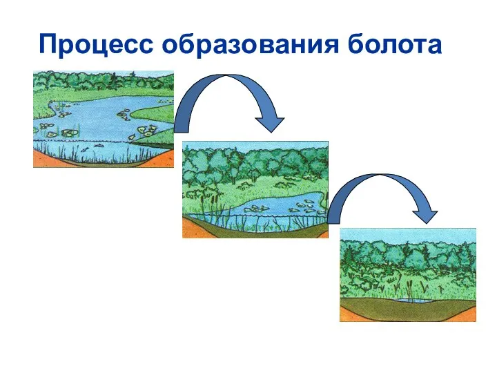 Процесс образования болота