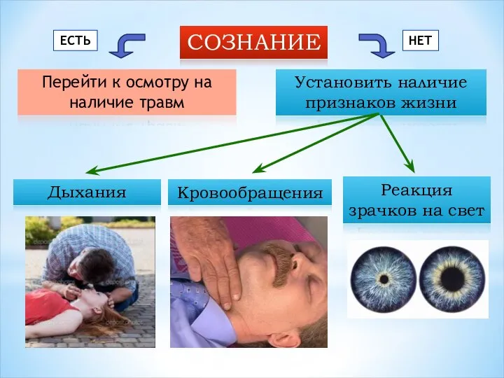 СОЗНАНИЕ Перейти к осмотру на наличие травм Установить наличие признаков жизни