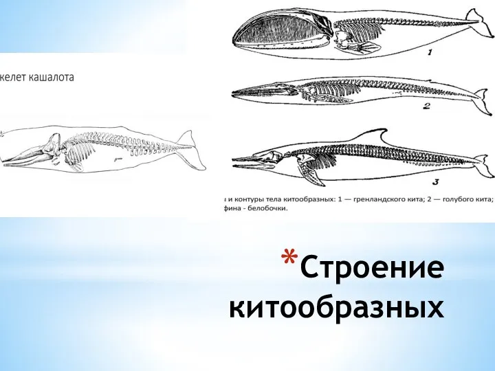 Строение китообразных