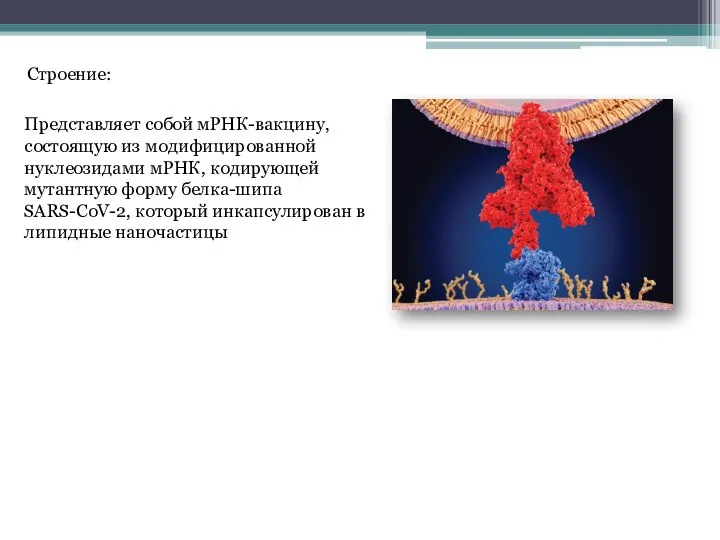 Строение: Представляет собой мРНК-вакцину, состоящую из модифицированной нуклеозидами мРНК, кодирующей мутантную