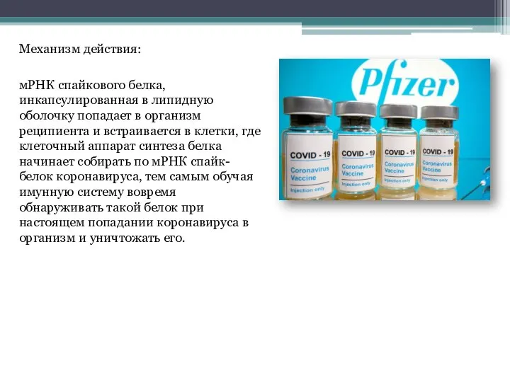 Механизм действия: мРНК спайкового белка, инкапсулированная в липидную оболочку попадает в