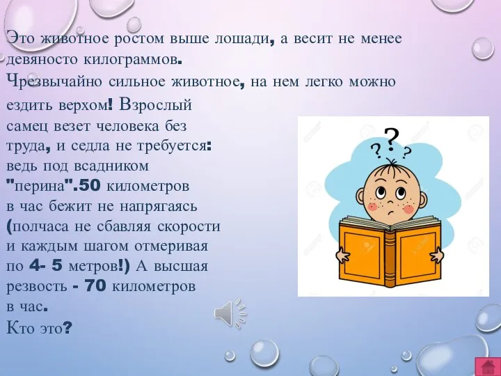 Это животное ростом выше лошади, а весит не менее девяносто килограммов.