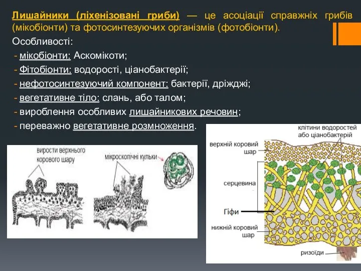 Лишайники (ліхенізовані гриби) — це асоціації справжніх грибів (мікобіонти) та фотосинтезуючих