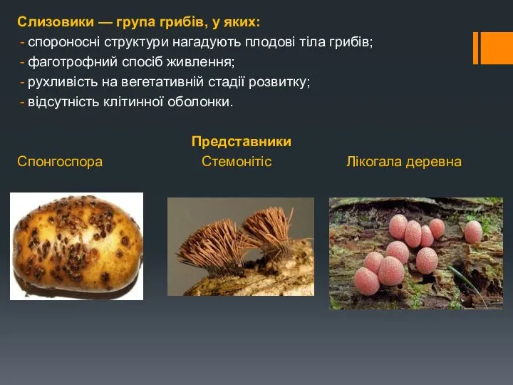 Слизовики — група грибів, у яких: спороносні структури нагадують плодові тіла