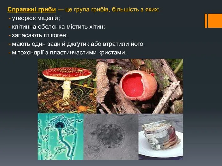 Справжні гриби — це група грибів, більшість з яких: утворює міцелій;