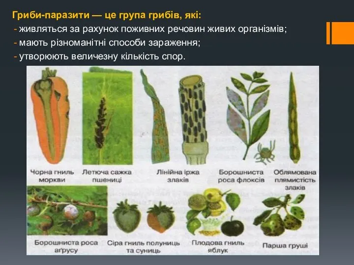 Гриби-паразити — це група грибів, які: живляться за рахунок поживних речовин