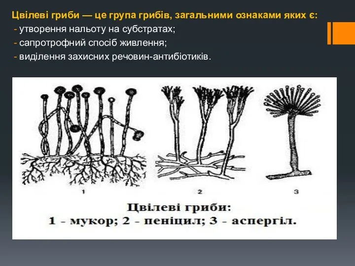 Цвілеві гриби — це група грибів, загальними ознаками яких є: утворення